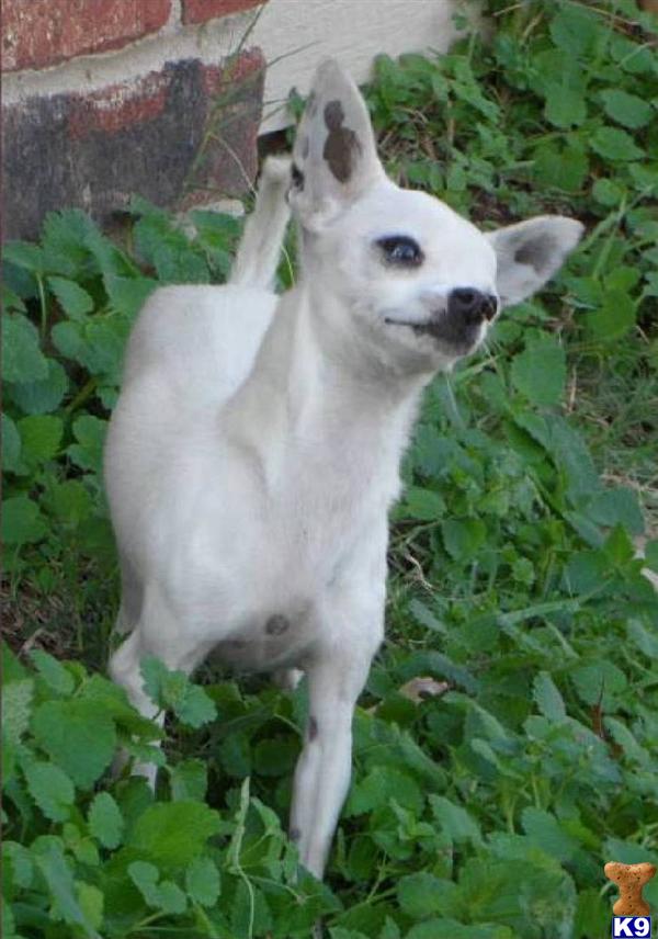 Dogs for Sale in AR