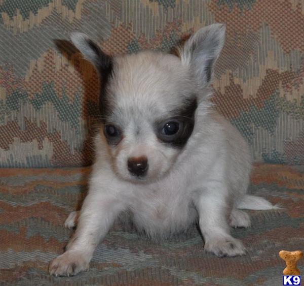 Puppies in GREENWOOD
