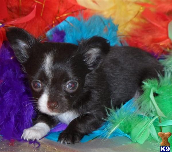 Puppies in GREENWOOD