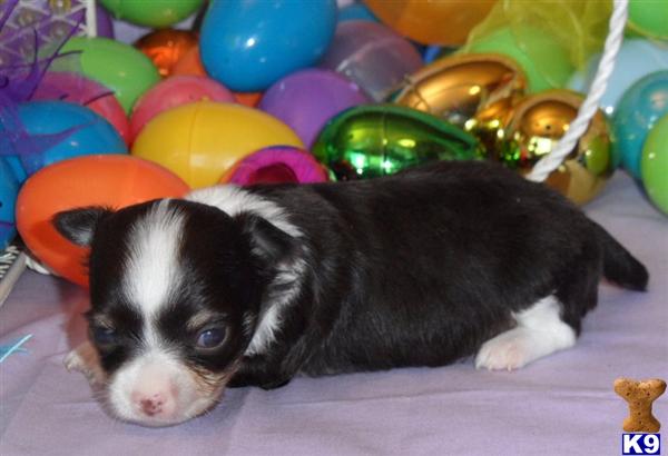 Puppies in GREENWOOD