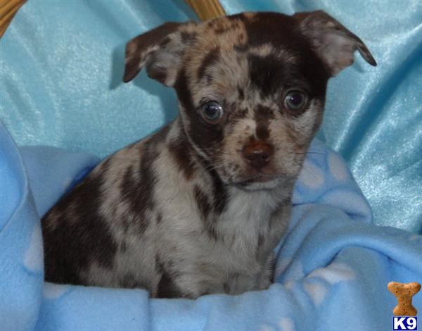 Puppies in GREENWOOD