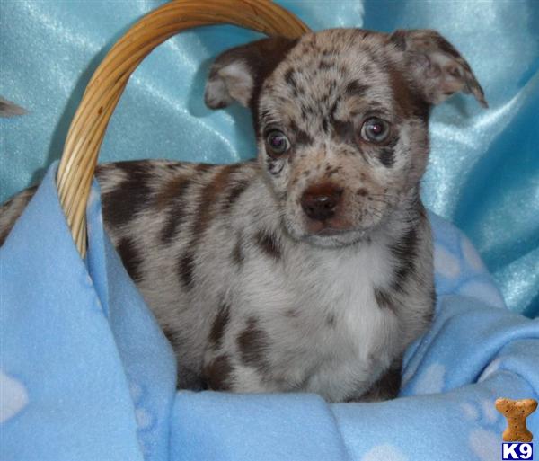 Puppies in GREENWOOD