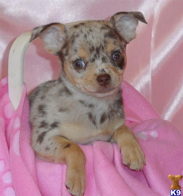 Puppies in GREENWOOD