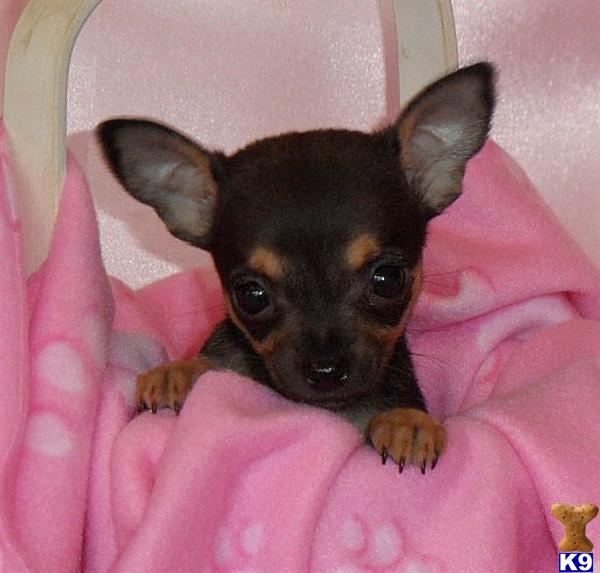 Puppies in GREENWOOD