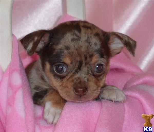 Puppies in GREENWOOD