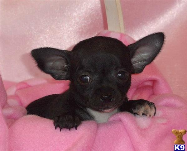 Puppies in GREENWOOD