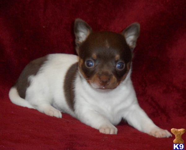 Puppies in GREENWOOD