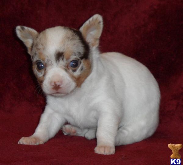 Puppies in GREENWOOD