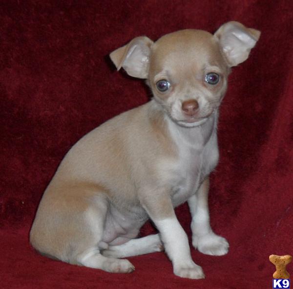 Puppies in GREENWOOD