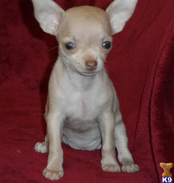 Puppies in GREENWOOD