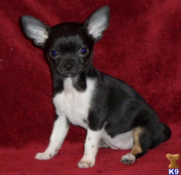 Puppies in GREENWOOD