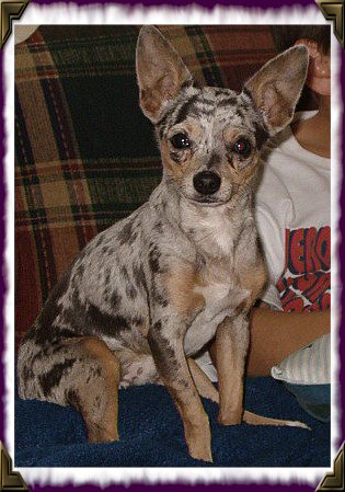 Dogs for Sale in AR
