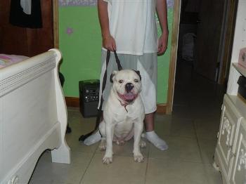 Stud Dogs in FL