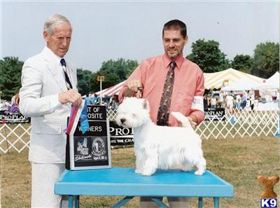 Stud Dogs - West Highland White Terrier