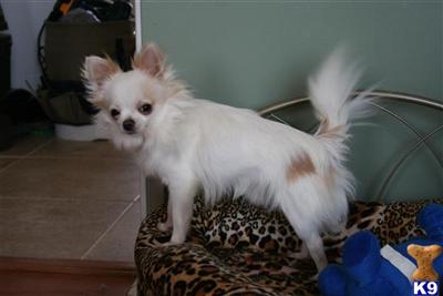 Stud Dogs - Chihuahua
