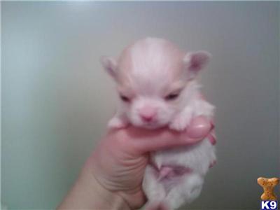 white long haired chihuahua puppy. Long+haired+chihuahua+