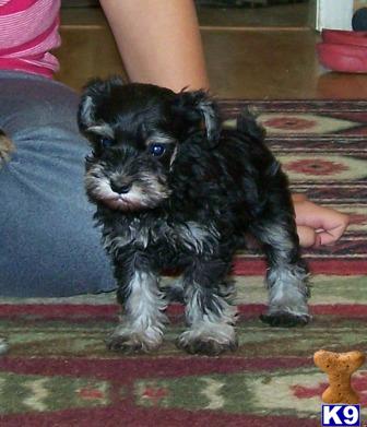 Puppies in ID