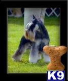 Puppies in ID