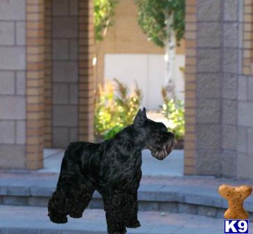 Puppies in ID