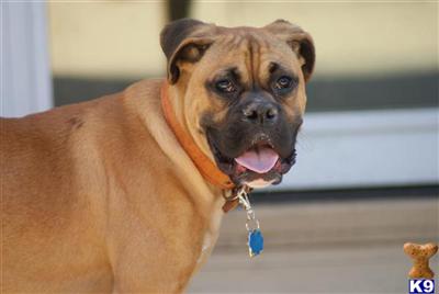 Dogs for Sale in NY