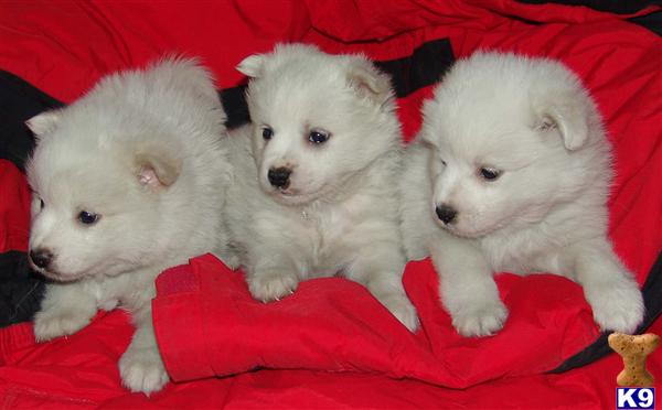 American Eskimo Dog Puppies