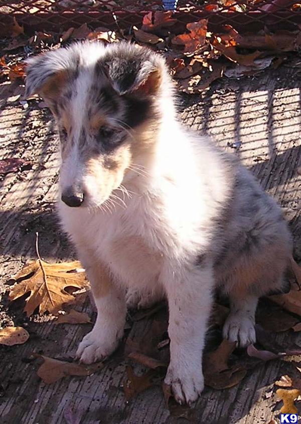 Collie Puppies