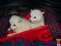 American Eskimo Dog