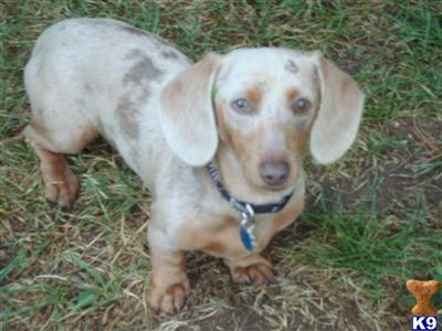 Stud Dogs - Dachshund