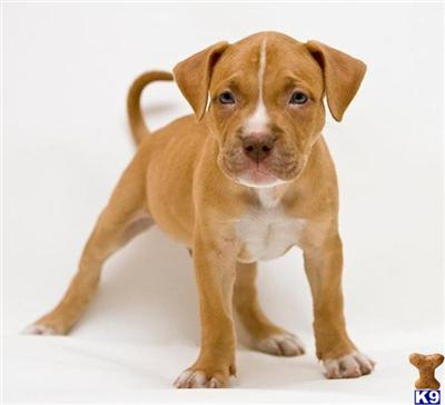 American Pit Bull Puppies in FL
