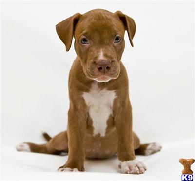 American Pit Bull Puppies in FL