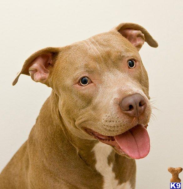 Stud Dogs - American Staffordshire Terrier