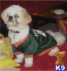Stud Dogs - Shih Tzu