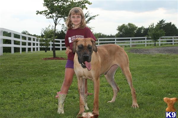 Dogs - Great Dane