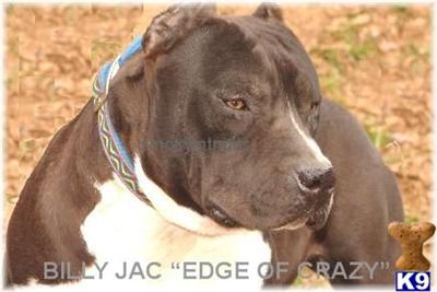 Stud Dogs - American Pit Bull