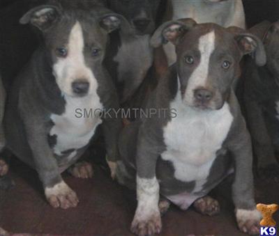 Puppies in NC