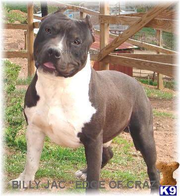 Stud Dogs in NC