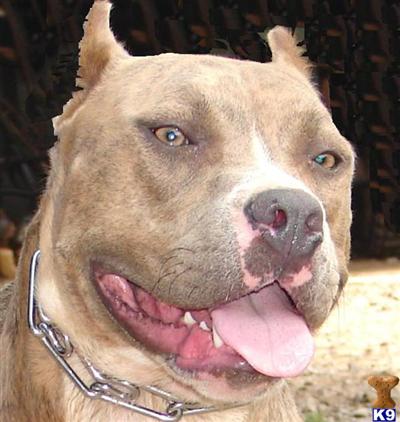 Dogs for Sale in NC