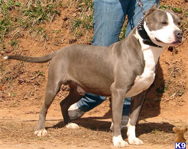 Stud Dogs in NC