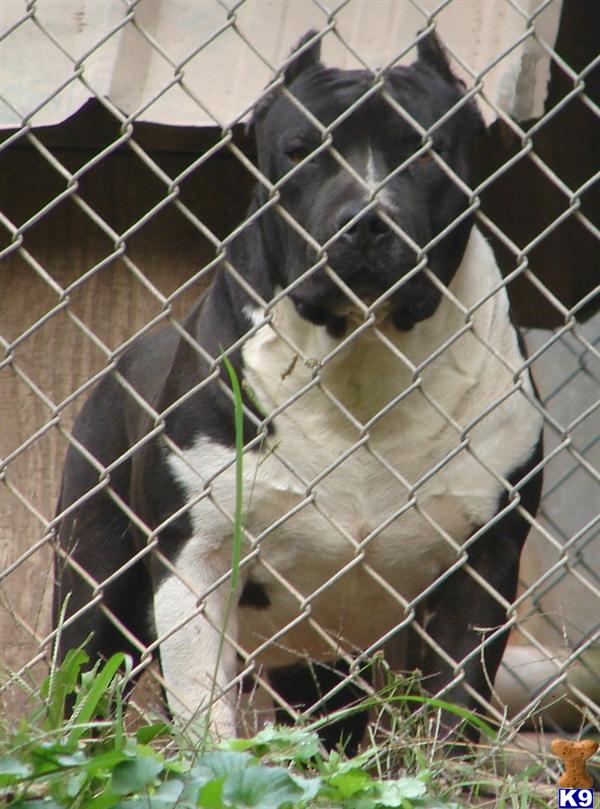 Stud Dogs in NC