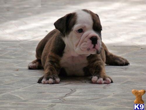Dogs for Sale in NY