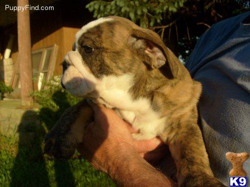 Dogs for Sale in NY