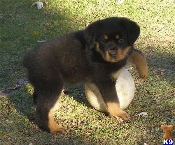 Puppies in Fulton