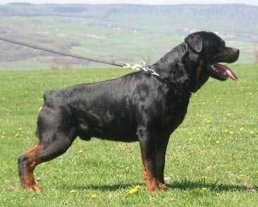 Stud Dogs - Rottweiler