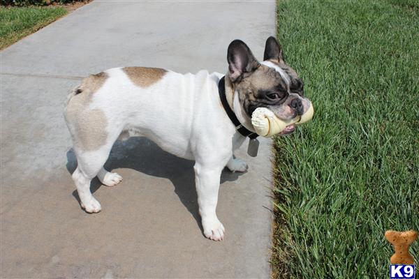 Stud Dogs - French Bulldog