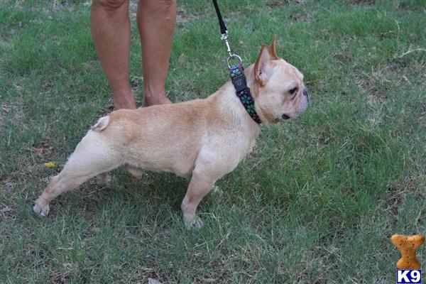 Stud Dogs - French Bulldog