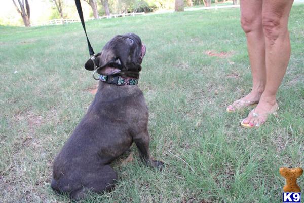 Dogs for Sale