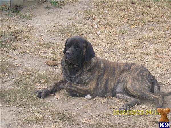 Mastiff Puppies