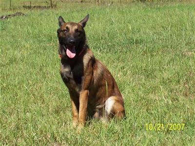 Dogs - Belgian Malinois