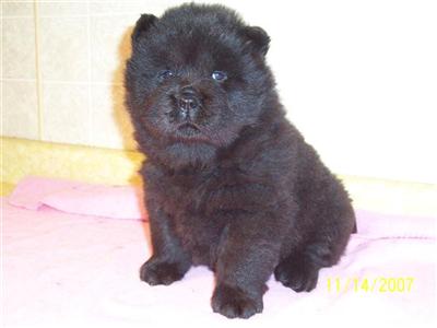 Chow Chow Puppies for Sale