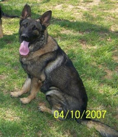 Stud Dogs in GA